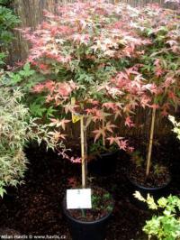 Acer palmatum 'Shindeshojo' - javor dlanitolistý Acer palmatum 'Shindeshojo' - javor dlanitolistý
