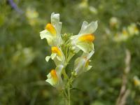 Linaria vulgaris - lnice květel Linaria vulgaris - lnice květel
