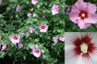 Hibiscus syriacus - ibišek syrský