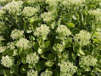 Sedum telephium - rozchodník nachový