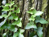 Hedera helix - břečťan popínavý Hedera helix - břečťan popínavý