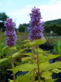 Agastache foeniculum 'Golden Jubilee' - agastache anýzová