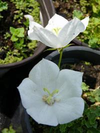 Campanula carpatica 'Pearl White' - zvonek karpatský