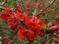Chaenomeles - kdoulovec (PROVOBIS) Chaenomeles - kdoulovec (PROVOBIS)