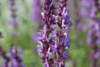 Salvia nemorosa 'Amethyst' - šalvěj hajní
