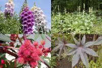 Jedovaté zahradní rostliny: náprstník, skočec