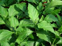 Ocimum selloi 'Green Pepper' - bazalka vytrvalá