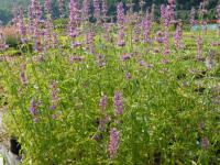 Agastache mexicana - agastaché mexická