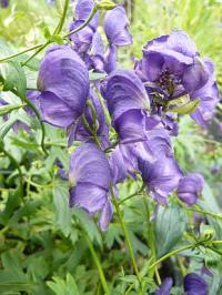 Aconitum henryi 'Spark's' - oměj Henryův