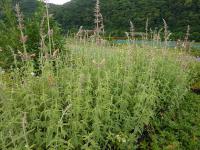 Agastache barberi 'Tangerine Dream' - agastache