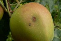 Rostlinolékař - strupovitost jádrovin (KOHAPLANT)