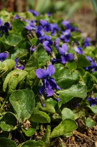 Viola odorata - violka vonná (PROVOBIS)