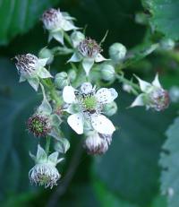 Rubus fruticosus - ostružiník křovitý