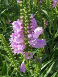 Physostegia virginiana 'Bouquet Rose' - řetězovka viržinská Physostegia virginiana 'Bouquet Rose' - řetězovka viržinská