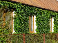 Parthenocissus tricuspidata - přísavník trojcípý Parthenocissus tricuspidata - přísavník trojcípý