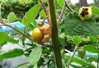 Physalis peruviana - mochyně peruánská