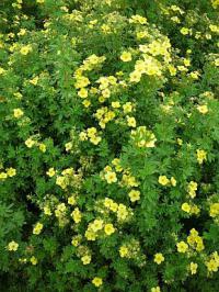 Potentilla fruticosa - Mochna křovitá