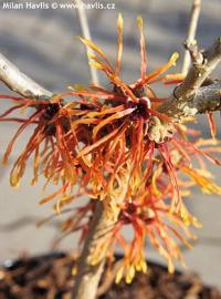Hamamelis x intermedia 'Orange beauty' - vilín prostřední