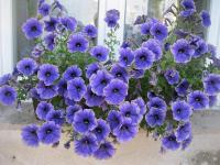 Petúnie a jiné převisy: Petunia hybrida Moonlight Sawaraba