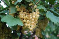 Zakládáme ovocnou zahradu: bílý rybíz