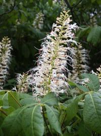 Aesculus parviflora - jírovec drobnokvětý Aesculus parviflora - jírovec drobnokvětý