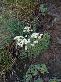 Saxifraga paniculata - lomikámen vždyživý