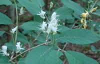 Lonicera xylosteum - zimolez obecný: květy Lonicera xylosteum - zimolez obecný: květy