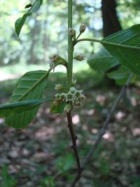 Frangula alnus - krušina olšová: květy