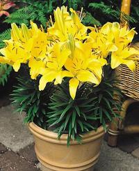 Lilium 'Butter Pixie' - trpasličí lilie