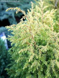 Juniperus communis 'Gold Cone' - jalovec obecný Juniperus communis 'Gold Cone' - jalovec obecný