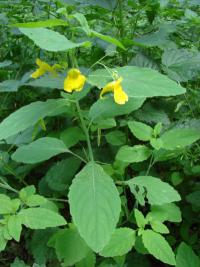 Impatiens noli-tangere - netýkavka nedůtklivá Impatiens noli-tangere - netýkavka nedůtklivá
