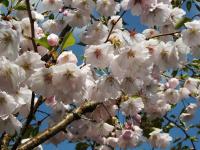 Prunus 'Accolade' - třešeň, sakura Prunus 'Accolade' - třešeň, sakura