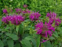 Monarda hybrida 'Scorpion' - zavinutka