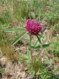 Trifolium alpestre - jetel alpínský