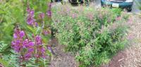 Indigofera heterantha - modřil