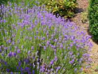 Lavandula angustifolia 'Felice' - levandule lékařská