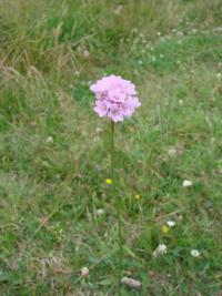 Armeria vulgaris - trávnička obecná