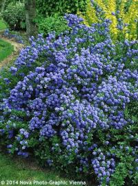 Ceanothus 'Blue Mound' - latnatec, zpododěr Ceanothus 'Blue Mound' - latnatec, zpododěr
