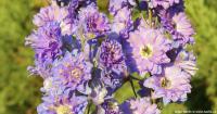 Delphinium 'Misty Mauves' - ostrožka, stračka