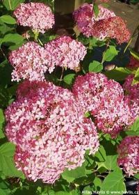 Hydrangea arborescens 'Invincibelle Spirit'® - hortenzie stromečkovitá