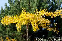 Ginkgo biloba 'Horizontalis' - jinan dvoulaločný