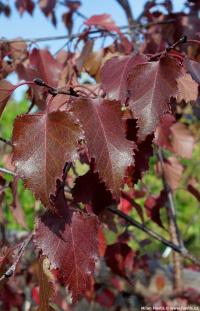 Betula 'Royal Frost' - bříza Betula 'Royal Frost' - bříza