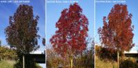 Fraxinus angustifolia 'Raywood' - jasan úzkolistý Fraxinus angustifolia 'Raywood' - jasan úzkolistý