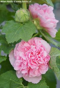 Alcea rosea 'Chater's Double Rose' - topolovka růžová, slézová růže
