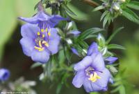 Polemonium yezoense 'Purple Rain' - jirnice jezoská