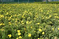 Potentilla fruticosa 'Kobold' - mochna křovitá
