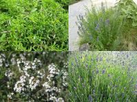 Vytrvalé bylinky: saturejka, yzop, tymián a levandule