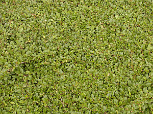 Cotoneaster dammeri