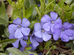 Vinca minor