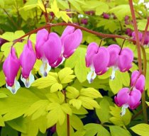 Gold Heart Bleeding Heart -Dicentra-SHADE- Potted-RARE Gold Heart Bleeding Heart -Dicentra-SHADE- Potted-RARE